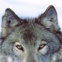 สมาชิกหมายเลข 2806595