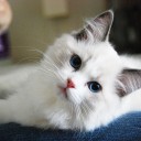 สมาชิกหมายเลข 3349012