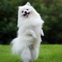 สมาชิกหมายเลข 1318325