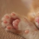 สมาชิกหมายเลข 2555103