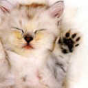 สมาชิกหมายเลข 2161421