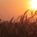 ดอกหญ้าหน้าบ้าน