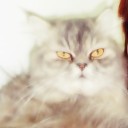 สมาชิกหมายเลข 914344