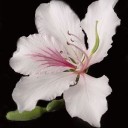 สมาชิกหมายเลข 3406390