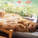 พู่ไหมแพรมน