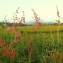 สมาชิกหมายเลข 1358318