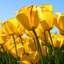 สมาชิกหมายเลข 2156774