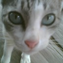 เสือน้อยสี่ขา