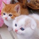 สมาชิกหมายเลข 848723