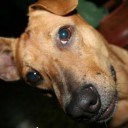 เค้ก ขนม นม ผลไม้