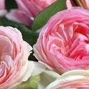 พีโอนีสีชมพู