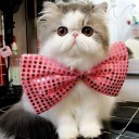 สมาชิกหมายเลข 1321428