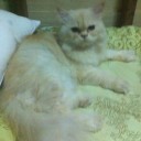 สมาชิกหมายเลข 1735952