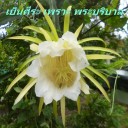 มาอีกแล้ว