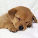 สมาชิกหมายเลข 2557531