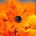 สมาชิกหมายเลข 921364