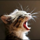 สมาชิกหมายเลข 2160206