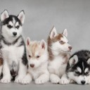 สมาชิกหมายเลข 1715324