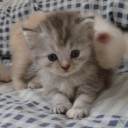 สมาชิกหมายเลข 1322796