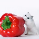 มุมมองทางความคิด