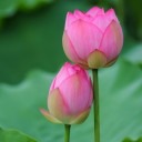 สมาชิกหมายเลข 2188810