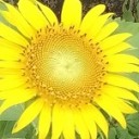 สมาชิกหมายเลข 2522652