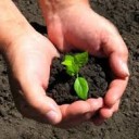 Soil & Plant Relationships