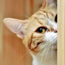 สมาชิกหมายเลข 1876874