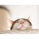 สมาชิกหมายเลข 906589