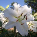 สมาชิกหมายเลข 924994