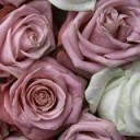 กุหลาบแวร์ซาย