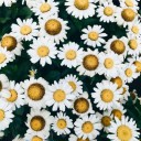 สมาชิกหมายเลข 2911535