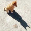 ชายธรรมดาที่เดินดิน