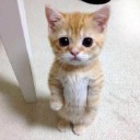 ก้างปลาติดคอ