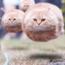 คุณญิ๋งแมวเหมียว