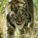 แมวป่าเดินดง