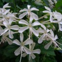 ~ดอกราตรีสวรรค์~