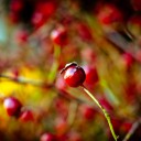 สมาชิกหมายเลข 770979