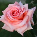 สมาชิกหมายเลข 916378