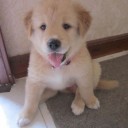 ภูมิแพ้ข้าวสวย