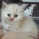 แม่ญิงเจียงใหม่ ใจดีเน้อจ้าว