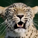 นักแอบรักมืออาชีพ