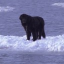 คุมะเพื่อนริกิ