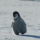 เพนกวินหลงทาง