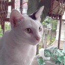 ดินสอสีส้ม