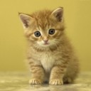 สมาชิกหมายเลข 1266609