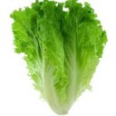 ผักกาดสดใหม่จากตลาดและสวน