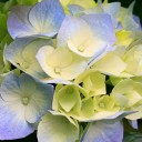 สมาชิกหมายเลข 2958988