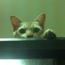 ทาสแมวสามตัว