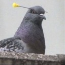 สมาชิกหมายเลข 1333820